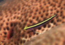 Image of Elacatinus randalli (Yellownose goby)