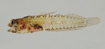 Image of Emblemariopsis dianae (Orangeflag blenny)