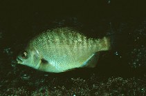 Image of Embiotoca jacksoni (Black perch)