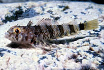 Image of Enneanectes carminalis (Carmine triplefin)