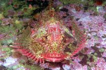 Image of Enophrys diceraus (Antlered sculpin)