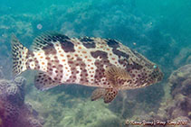 Epinephelus coioides, Orange-spotted grouper : fisheries, aquaculture