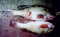 Image of Epinephelus indistinctus (Somali grouper)