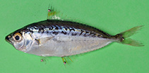Image of Equulites elongatus (Elongate ponyfish)