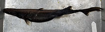 Image of Etmopterus brachyurus (Shorttail lanternshark)