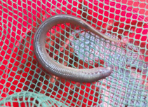 Image of Caspiomyzon hellenicus (Macedonia brook lamprey)