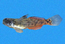Image of Evorthodus minutus (Small goby)