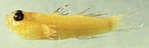 Image of Eviota occasa (Sunset dwarfgoby)