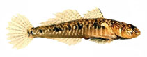 Image of Favonigobius lateralis (Southern longfin goby)