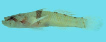 Image of Feia dabra (Dabra goby)