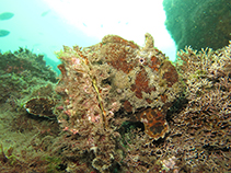 Image of Fowlerichthys senegalensis (Senegalese frogfish)