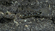 Image of Fusigobius humeralis (Shoulderspot sandgoby)