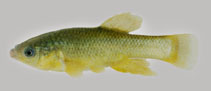 Image of Fundulus parvipinnis (California killifish)