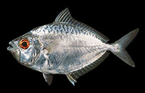 Image of Gazza achlamys (Smalltoothed ponyfish)