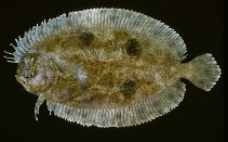 Image of Gastropsetta frontalis (Shrimp flounder)
