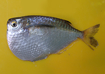 Gasteropelecus levis, Silver hatchetfish : aquarium