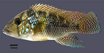 Image of Geophagus rufomarginatus 