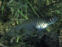 Image of Pterolebias zonatus 