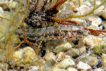 Image of Gobius couchi (Couch\