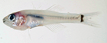 Image of Gymnapogon urospilotus (B-spot cardinalfish)