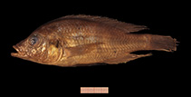 Image of Haplochromis aelocephalus 