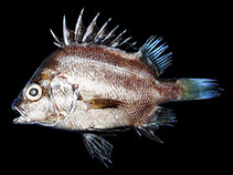 Image of Hapalogenys bengalensis (Indian velvetchin)