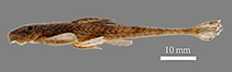 Image of Harttiella longicauda 