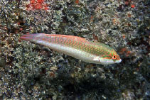 Image of Halichoeres penrosei 