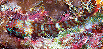 Image of Helcogramma atauroensis (Red-anal triplefin)