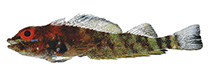 Image of Helcogramma desa (Neglected triplefin)