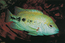 Image of Herichthys labridens (Curve-bar cichlid)