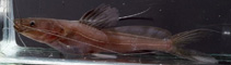 Image of Hemibagrus olyroides 