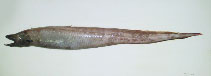 Image of Histiobranchus bathybius (Deep-water arrowtooth eel)