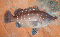 Image of Hyporthodus niveatus (Snowy grouper)