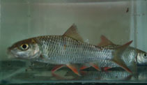 Image of Hypselobarbus thomassi (Red Canarese barb)