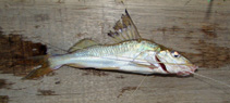 Image of Iheringichthys labrosus 
