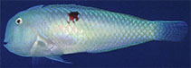 Image of Iniistius naevus (Blemished razorfish)