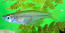 Image of Kalyptatherina helodes (Marine sailfin silverside)