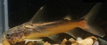 Image of Ketengus typus (Bigmouth sea catfish)