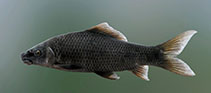 Image of Labeo fisheri (Green labeo)