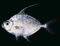 Image of Aurigequula longispinis (Longspine ponyfish)