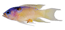 Image of Lipogramma idabeli (Blue-backed basslet)