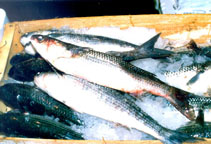Chelon ramada, Thinlip grey mullet : fisheries, aquaculture, gamefish