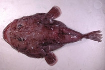 Image of Lophiodes endoi (Anglerfish)