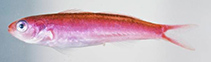 Image of Luzonichthys williamsi 