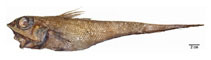 Image of Macrourus holotrachys (Bigeye grenadier)
