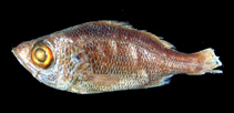 Image of Malakichthys similis 