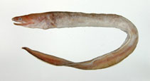 Image of Meadia abyssalis (Abyssal cutthroat eel)