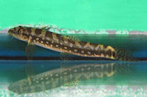 Image of Nemacheilus guentheri 