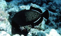 Image of Melichthys indicus (Indian triggerfish)